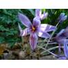 Krokus Safran - Crocus sativus - 10 Knollen