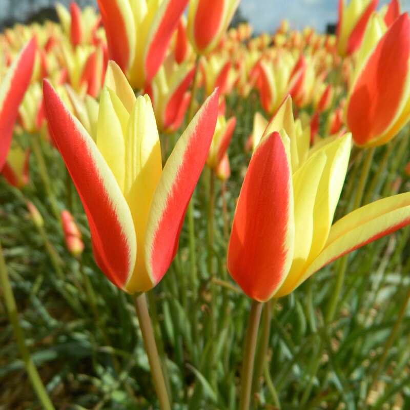 Wildtulpe - Tinka - Tulipa clusiana - 10 Zwiebeln