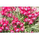 Wildtulpe - Little Beauty - Tulipa - 10 Zwiebeln