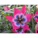 Wildtulpe - Little Beauty - Tulipa - 10 Zwiebeln