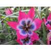 Wildtulpe - Little Beauty - Tulipa - 10 Zwiebeln