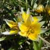 Wildtulpe Tarda - Tulipa - 10 Zwiebeln
