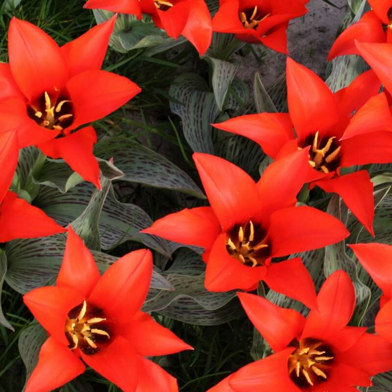 Greigii-Tulpe Pedro - Tulipa - 10 Zwiebeln
