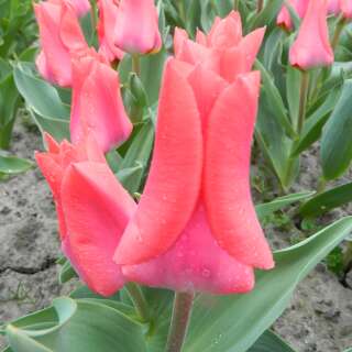 Fosteriana-Tulpe Portland - Tulipa - 10 Zwiebeln