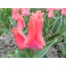 Fosteriana-Tulpe Portland - Tulipa - 10 Zwiebeln