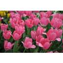 Darwin-Tulpe Big Love - Tulipa - 10 Zwiebeln