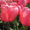 Darwin-Tulpe Pink Impression - Tulipa - 10 Zwiebeln