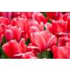 Darwin-Tulpe Pink Impression - Tulipa - 10 Zwiebeln