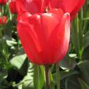 Darwin-Tulpe Red Impression - Tulipa - 10 Zwiebeln