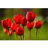 Darwin-Tulpe Red Impression - Tulipa - 10 Zwiebeln