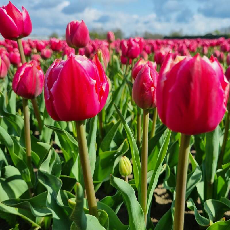 Gefüllte Tulpe Columbus - Tulipa - 10 Zwiebeln