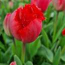 Crispa-Tulpe Masterpeace - Tulipa - 10 Zwiebeln