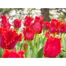 Crispa-Tulpe Masterpeace - Tulipa - 10 Zwiebeln