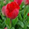 Crispa-Tulpe Masterpeace - Tulipa - 10 Zwiebeln