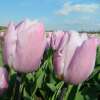 Triumph-Tulpe Candy Prince - Tulipa - 10 Zwiebeln