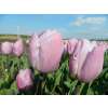 Triumph-Tulpe Candy Prince - Tulipa - 10 Zwiebeln