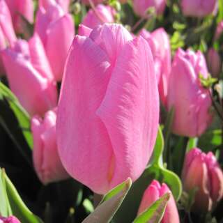 Triumph-Tulpe Pink Prince - Tulipa - 10 Zwiebeln