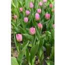 Triumph-Tulpe Pink Prince - Tulipa - 10 Zwiebeln