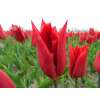 Triumph-Tulpe Deshima - Tulipa - 10 Zwiebeln