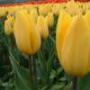 Triumph-Tulpe Strong Gold - Tulipa - 10 Zwiebeln