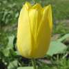 Triumph-Tulpe Muscadet - Tulipa - 10 Zwiebeln