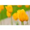 Triumph-Tulpe Muscadet - Tulipa - 10 Zwiebeln