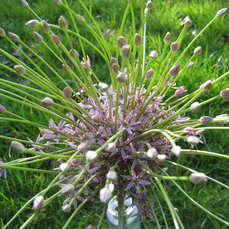 Zierlauch Schubertii - Allium - 10 Zwiebeln