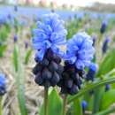 Traubenhyazinthe - Muscari latifolium - 10 Zwiebeln