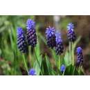 Traubenhyazinthe - Muscari latifolium - 10 Zwiebeln