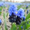 Traubenhyazinthe - Muscari latifolium - 10 Zwiebeln