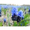 Traubenhyazinthe - Muscari latifolium - 10 Zwiebeln