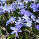 Schneeglanz Blue - Chionodoxa forbesii - 10 Zwiebeln