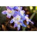 Schneeglanz Blue - Chionodoxa forbesii - 10 Zwiebeln