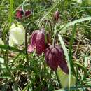 Schachbrettblume Kiebitz - Fritillaria meleagris - 10...