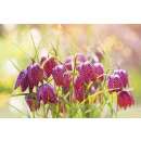 Schachbrettblume Kiebitz - Fritillaria meleagris - 10 Zwiebeln