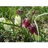 Schachbrettblume Kiebitz - Fritillaria meleagris - 10 Zwiebeln