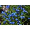 Sibirischer Blaustern - Scilla siberica - 10 Zwiebeln