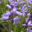 Hasenglöckchen. blau - Hyazinthoides hispanica...