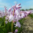 Hasenglöckchen. pink - Hyazinthoides hispanica rosea - 10 Zwiebeln