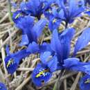 Netzblatt-Schwertlilie Harmony - Iris reticulata - 10...