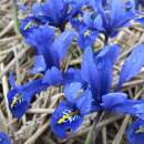 Netzblatt-Schwertlilie Harmony - Iris reticulata - 10 Knollen