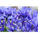 Netzblatt-Schwertlilie Harmony - Iris reticulata - 10 Knollen