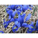 Netzblatt-Schwertlilie Harmony - Iris reticulata - 10 Knollen