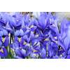 Netzblatt-Schwertlilie Harmony - Iris reticulata - 10 Knollen