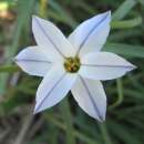 Frühlingsstern Whisley Blue - Ipheion uniflorum - 10 Zwiebeln