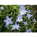 Frühlingsstern Whisley Blue - Ipheion uniflorum - 10 Zwiebeln
