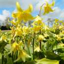 Forellenlilie - Erythronium pagoda - 10 Zwiebeln