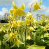 Forellenlilie - Erythronium pagoda - 7 Zwiebeln