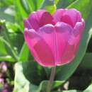 Triumph-Tulpe Purple Flag - Tulipa - 10 Zwiebeln