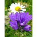 Knäuelblütige Glockenblume - Campanula glomerata - BIOSAMEN